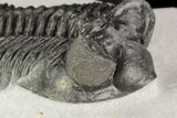 Coltraneia Trilobite Fossil - Huge Faceted Eyes #125232-3